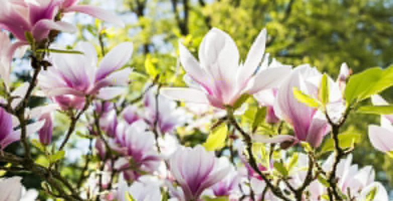 Des conseils pour la plantation et l’entretien des magnolias